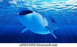 ilustração, de, um, tubarão baleia