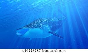 ilustração, de, um, tubarão baleia