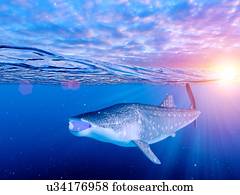 ilustração, de, um, tubarão baleia