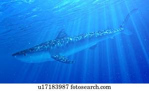 ilustração, de, um, tubarão tigre