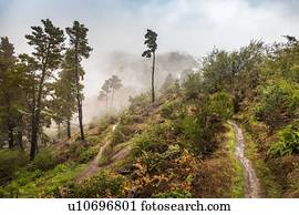 Steep hillside with trees and low cloud, Valleseco, Canary Islands, Spain