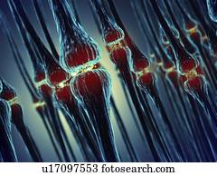Synapses, illustration