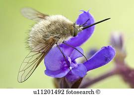 biene fliege biene fliege
