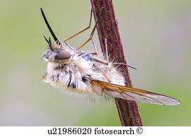 biene fliege biene fliege