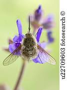 biene fliege biene fliege