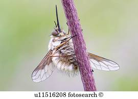 biene fliege biene fliege
