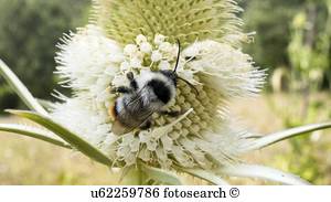 Bombus, biene Bombus, biene