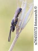 Halictid, biene Halictid, biene