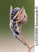 Halictid, biene Halictid, biene