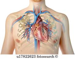 Human Chest Photos | Our Top 1000+ Human Chest Images | Fotosearch