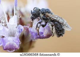 Lasioglossum, biene Lasioglossum, biene