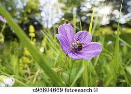 Longhorned, biene Longhorned, biene
