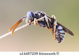 Nomada, biene Nomada, biene