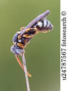 Nomada, biene Nomada, biene