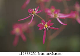 Capital Letter Grass