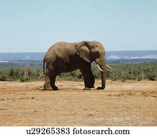 elefante