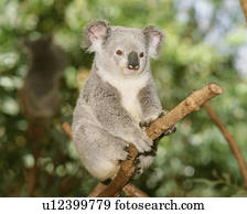 koala