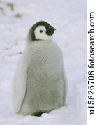 pingüim