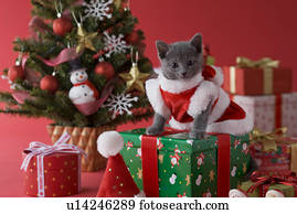 Russische Blau Katzenbaby Und Weihnachten Stock Foto U Fotosearch