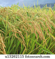 Rice plants in field, Japan, differential focus