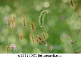 Foxtails, differential focus