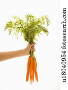 Hand holding bunch of orange carrots with green tops against white background.