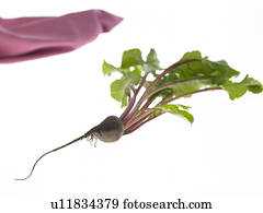 beetroot, vegetal