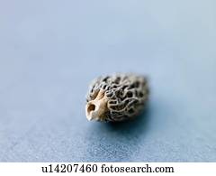 Single morel mushrooms