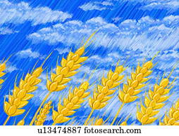 weizen, gegen, blauer himmel, mit, wei?e wolken weizen, gegen, blauer himmel, mit, wei?e wolken
