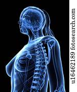 Female upper body, artwork