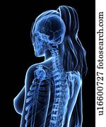 Female upper body, artwork