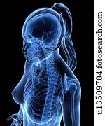 femininas, corpo superior, artwork