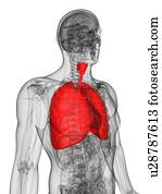 Human lungs, artwork Human lungs, artwork
