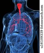 Human lungs, artwork Human lungs, artwork