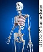 human, pulmões, artwork