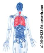 human, pulmões, artwork