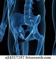 Male pelvis, artwork