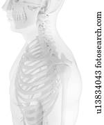 Male upper body, artwork