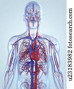 sistema cardiovascular, artwork