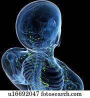 sistema lymphatic, artwork