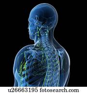 sistema lymphatic, artwork