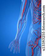 sistema vascular, artwork