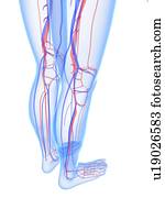 sistema vascular, artwork