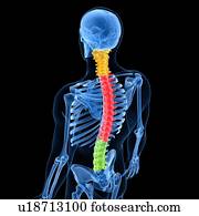 Spine, artwork Spine, artwork