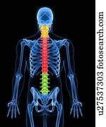Spine, artwork Spine, artwork