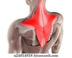 Trapezius muscle, artwork Trapezius muscle, artwork