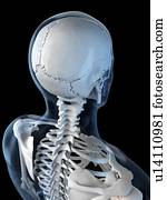 Upper body bones, artwork