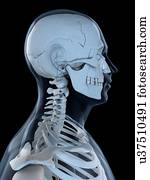 Upper body bones, artwork