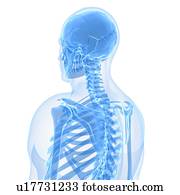 Upper body bones, artwork