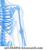 Upper body bones, artwork